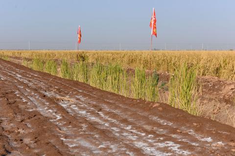 新疆沙漠边缘万亩连片耐盐碱水稻实测高产