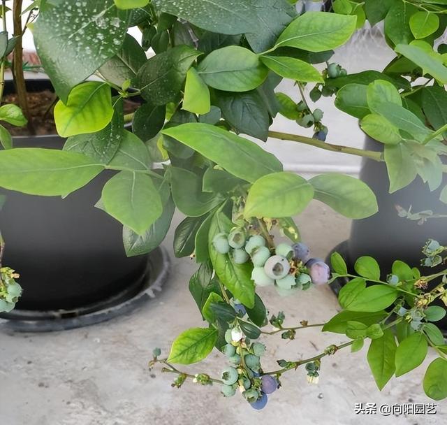 在家种蓝莓，放在露台上，自然授粉，不用管理，夏天结果子
