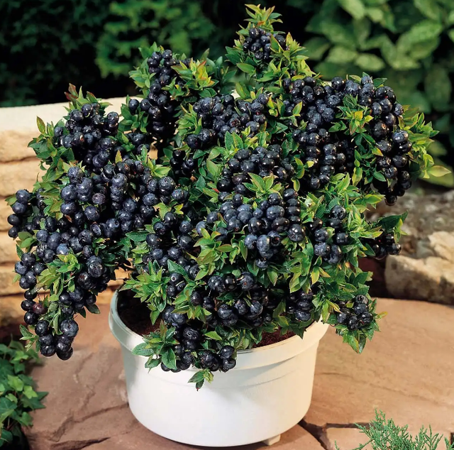 自己在家如何种蓝莓？这几个技巧帮你丰收粒粒饱满的蓝浆果