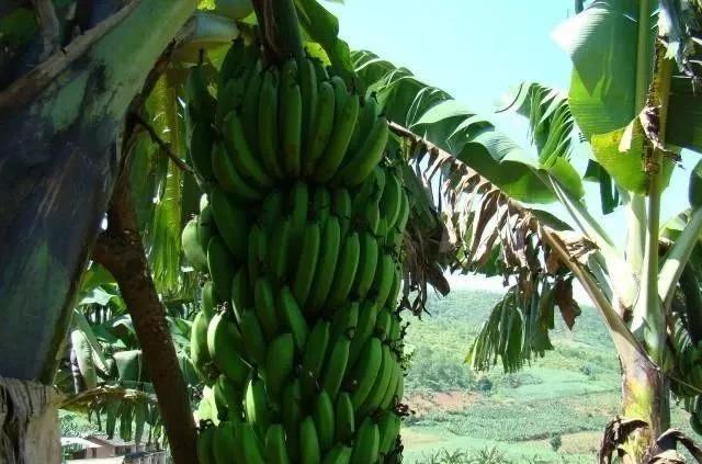 技术分享，一篇文章搞定香蕉种植管理