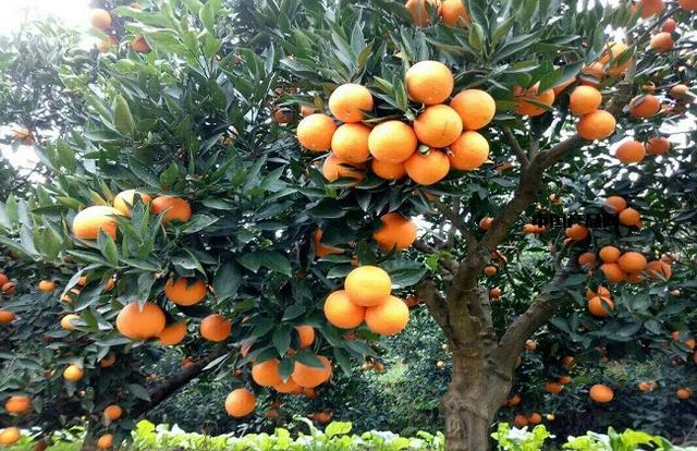 有了这几个技巧，便可以在家里种植健康的橙子，口味极好