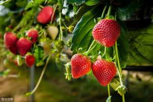 室内草莓种植技术-养眼又可口的阳台草莓，做好这几件事，在家也能种草莓