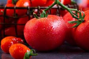 西红柿种植区-番茄的根与茎有何特点？了解其特点，对您生产番茄好处多多