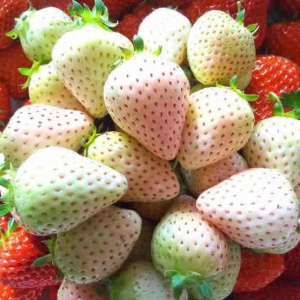 白雪公主草莓种植介绍-草莓新品种之白草莓：“白雪公主”和“白雪天使”