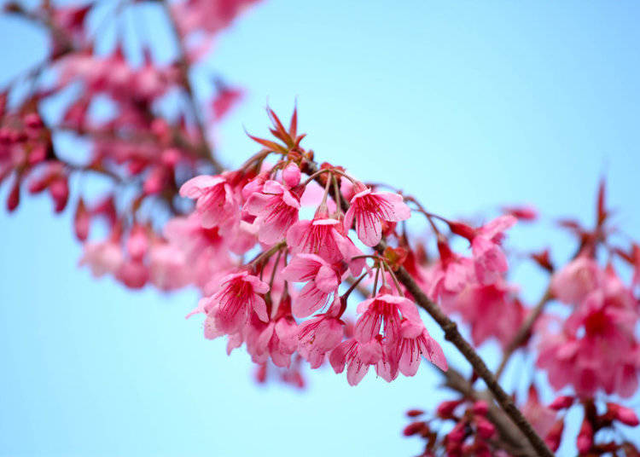 樱花品种知多少！带你了解日本樱花的十个品种
