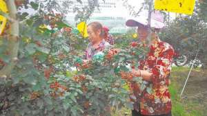 种植花椒的经济-种花椒也能托管椒农“悠闲”收入不减