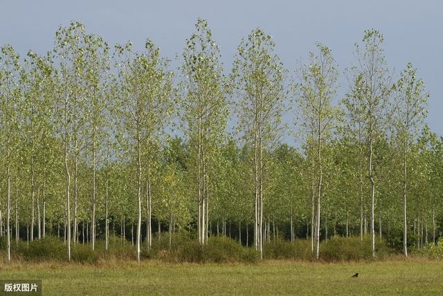 杨树栽培技术管理，做好病虫害的防治，可以使杨树幼苗更好的生长