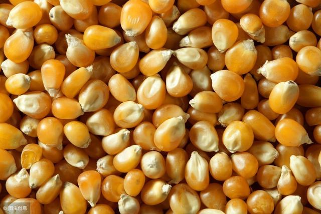 种植玉米，这样的种子不建议购买，很容易造成减产