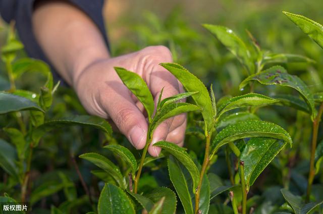 茶叶的种植技术分析及管理策略，保证茶叶的健康生长和优质增产