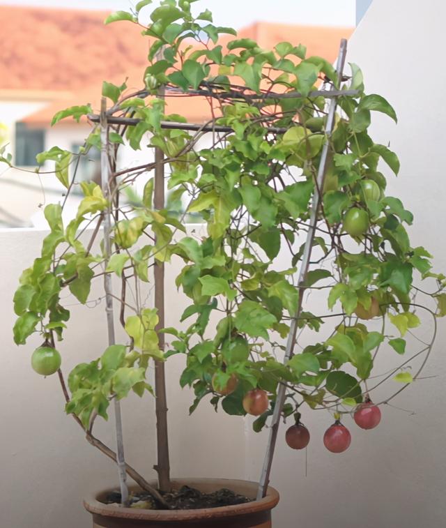 在家盆栽百香果，只需简单几个步骤，尽享热带风情