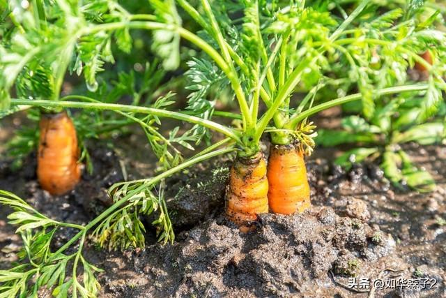 胡萝卜的种植方法与时长，农民掌握以下要点，收获高产优质胡萝卜