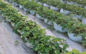 家里如何种植草莓-草莓使用种植袋种植，长势健壮产量高，每亩成本也很低