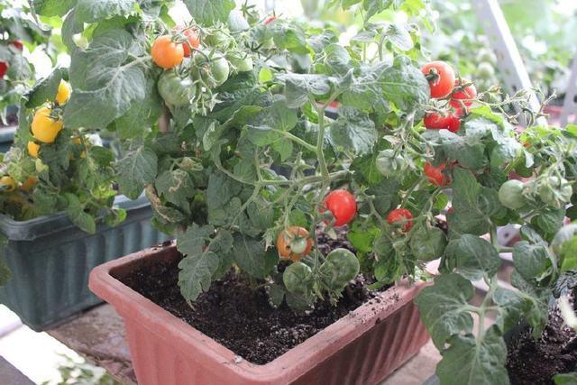 阳台盆栽西红柿，做好5步走，果实累累，吃都吃不完