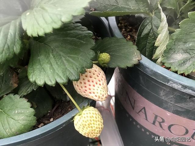 秋天种草莓，入冬就能吃上，3毛一棵苗子，赶紧种上十几棵