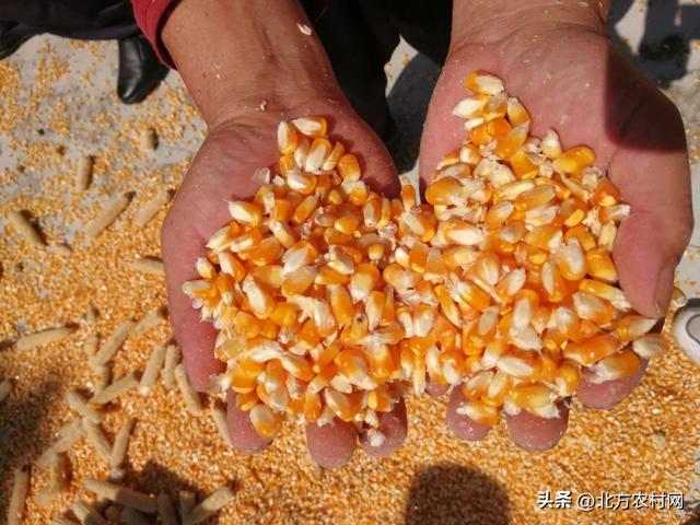 黄金粮，吨粮丰：亩产1050.2公斤，湖北襄阳春播玉米高产纪录