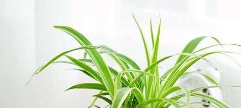 这4种植物，被称为“甲醛克星”，养上几盆，加快净化甲醛速度！