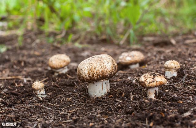 种植香菇优质高产技术，科学栽培方法，以下8点内容一起看看吧