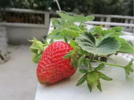 想在家里种草莓？水培草莓了解一下！