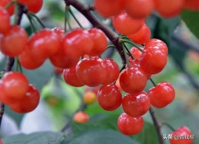 中国樱桃在浙江地区的避雨栽培关键技术研究