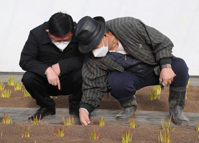 北京大兴：曾经的皇家贡品“五色韭”，有了栽培新方法