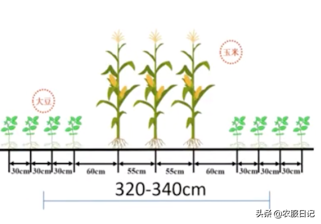玉米大豆带状复合种植模式下，杂草该如何防治？专家给出了答案