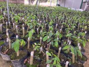 沉香树苗的种植技术-高品质绿奇楠沉香种苗的大量生产、培育出优质的沉香种苗技术