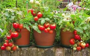 番茄盆栽种植图片-阳台盆栽西红柿，做好5步走，果实累累，吃都吃不完