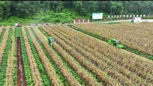 甜玉米种植面积-亩产6511公斤 遂宁安居种植基地玉米产量丰收