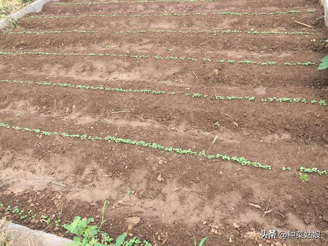 白菜种植正当时，种大白菜起垄还是平地，播后用浇大水吗？