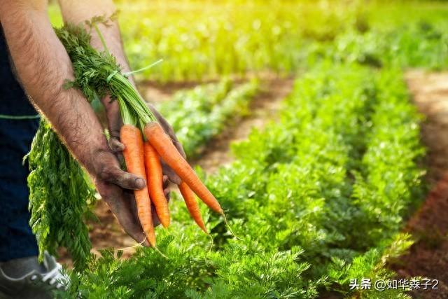 胡萝卜的种植方法与时长，农民掌握以下要点，收获高产优质胡萝卜
