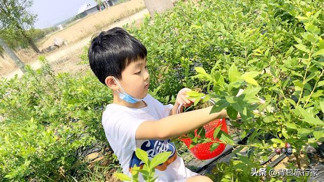 临沂：300亩蓝莓成熟上市，市民体验采摘乐趣