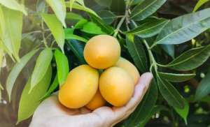 芒果幼苗种植方法-吃完的芒果核不要扔，种起来能够长出漂亮的小芒果树