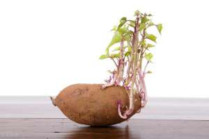 红薯发芽了可以种植吗-发芽的红薯还能吃吗