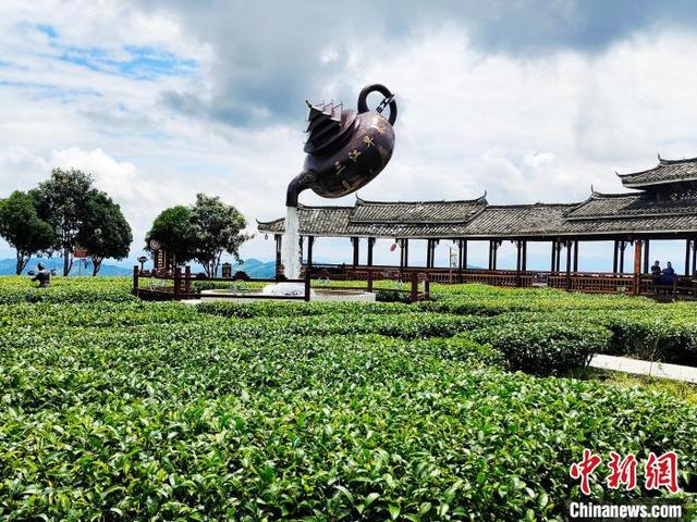 广西三江县“侗茶村”数千亩茶园美如画卷