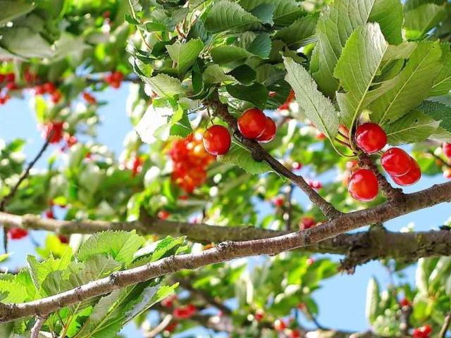 樱桃、蓝莓、枇杷…“浙”些初夏水果采摘地 吃上3天3夜都不够
