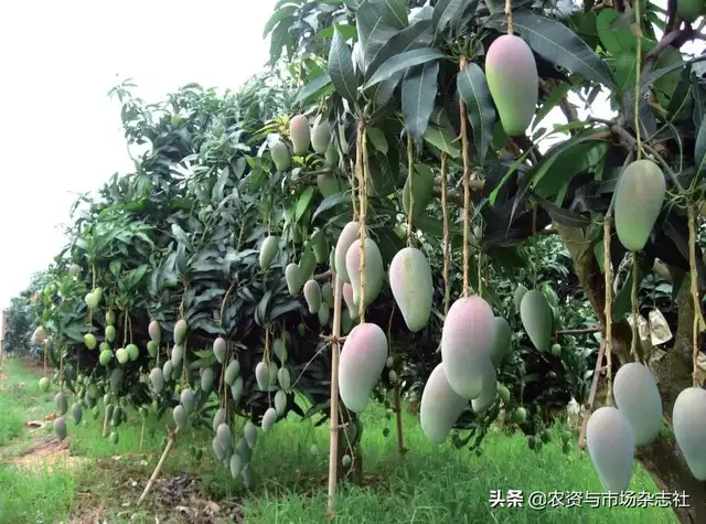芒果种植前景-海南芒果：产业繁荣下的隐忧
