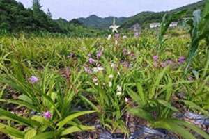 白及种植致富-白芨致富秘笈：京山绿林镇的神奇农民