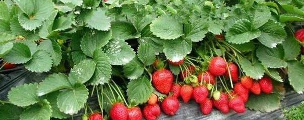 草莓立体栽培技术
