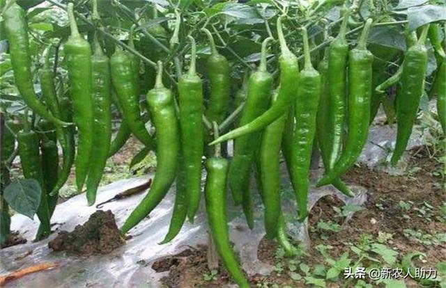 青椒怎么种植，实现高产？看老农给你细说其中要点，丰收有保障