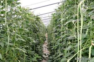 豆角种植地-种豆角高产关键技术：露天种植时间和关键技术，每家种豆角都管用