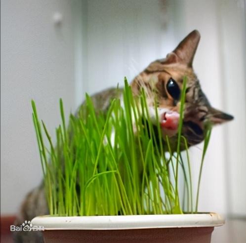 养猫小知识：自己在家种猫草