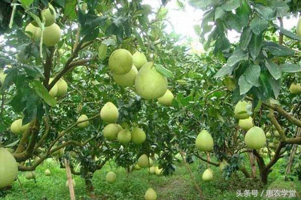 柚子如何管理？柚子种植全年管理方案介绍