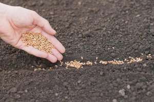 江苏小麦种植成本-1亩地承包费500元,如果承包100亩地只种小麦玉米,1年能赚多少钱