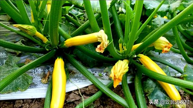 农民种植香蕉西葫芦蔬菜，竟比君子兰好看，邻居抢着要种子