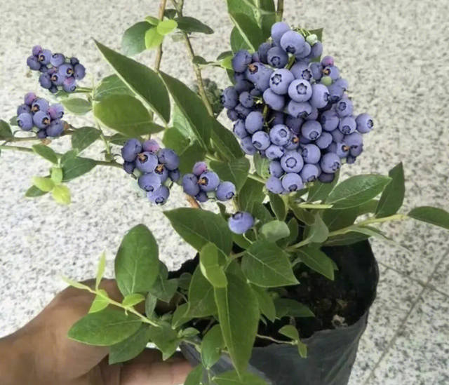 自己在家如何种蓝莓？这几个技巧帮你丰收粒粒饱满的蓝浆果