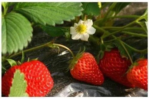 现代种植技术研究：草莓—水稻高效栽培技术