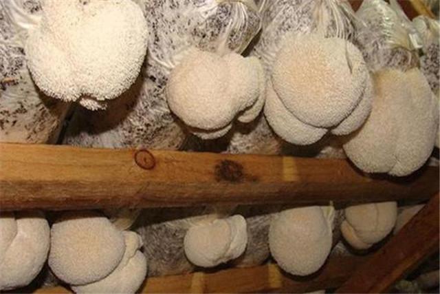 北方寒地猴头栽培技术，高产的关键因素要掌握，很实用的技巧