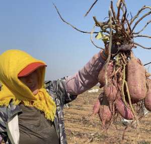 中国有机种植基地-有机红薯种植基地大丰收，绿色农业再创辉煌
