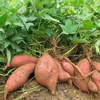 红薯种植技术与管理
