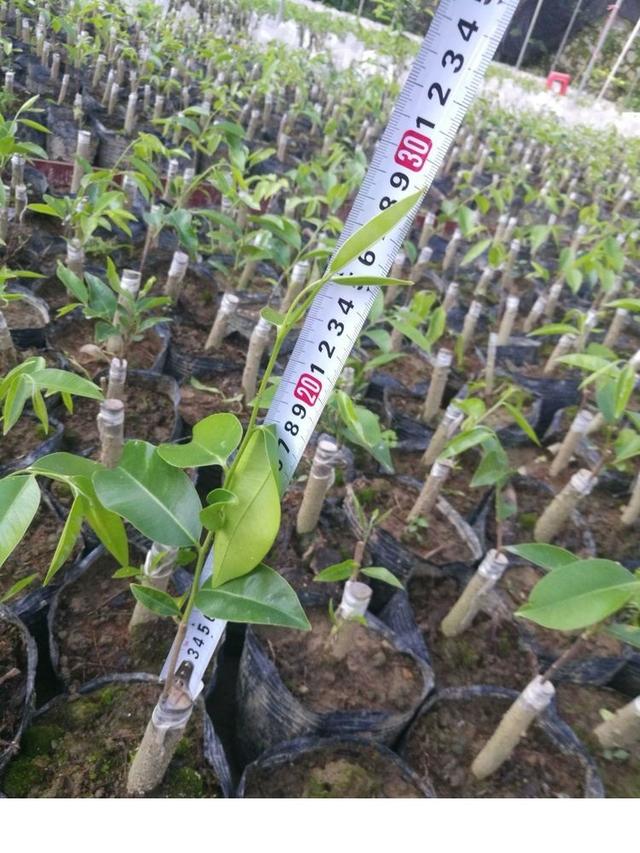 高品质绿奇楠沉香种苗的大量生产、培育出优质的沉香种苗技术